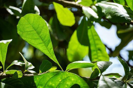 Vibrant green leaves with intricate vein patterns illuminated by sunlight