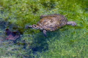 Obraz premium Freshwater turtle swimming in green pond water with weed plant near Kaklik cave. Animal wildlife under summer sunlight, ripple on aquatic surface, Denizli province, Anatolia, Turkey.
