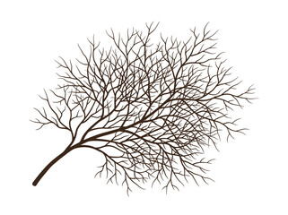 Obraz premium A bare tree branch extends outward with many thin branches.