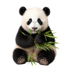 Adorable giant panda cub sitting on a clean white background while holding and chewing fresh bamboo leaves. The fluffy black-and-white bear looks directly at the camera with bright expressive eyes © MJ iceberg