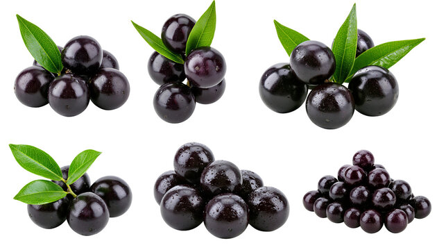 Jabuticaba fruits with green leaves and water droplets