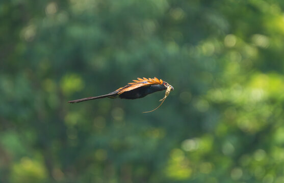Greater Coucal (Centropus sinensis) in flight carrying an Oriental Garden Lizard (Calotes versicolor) in its bill. This dramatic wildlife moment captures the predatory behavior 
