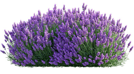Bush of blooming lavender flowers with green stems © Elena
