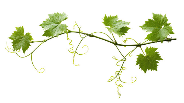 Green grape vine branch with leaves and tendrils