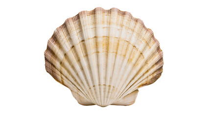 Large beige and brown scallop seashell with ribbed texture © Elena
