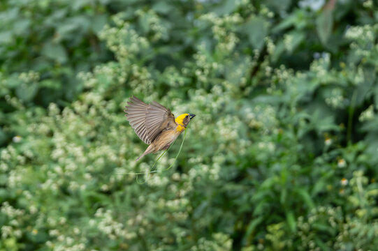 Baya Weaver in flight carrying nesting material against a lush green background. A dynamic action shot showcasing the bird's bright yellow plumage and skillful nest-building behavior 