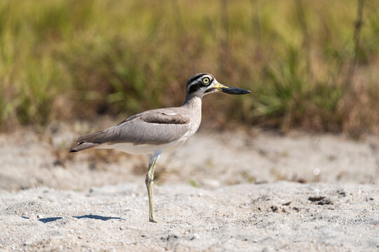 Great Thick-knee in a striking close-up, showcasing its massive upturned bill, distinctive black-and-white facial pattern, and bright yellow eyes. 