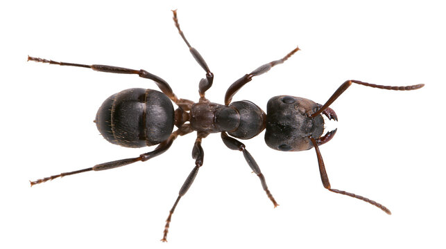 Black ant with segmented body and antennae