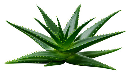 Fototapeta premium Green succulent aloe vera plant with spiky leaves