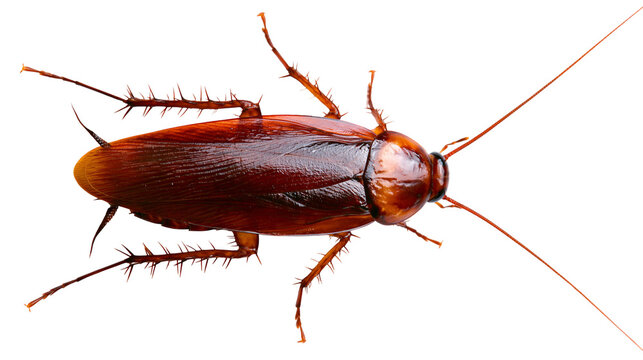 Brown cockroach with long antennae and spiky legs
