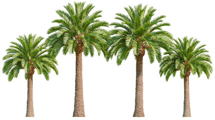 Four tall palm trees with green fronds and textured brown trunks © Patricia
