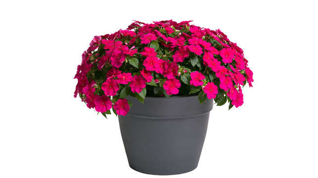 Pink Impatiens Flowers in Dark Gray Pot