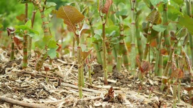 Knotweed invasive dangerous plants Reynoutria Fallopia japonica Sakhalin Japanese stem, and expansive species of leaf, leaves and fruits, comes from Asia Japan sachalinensis intruder neophyte, reduces