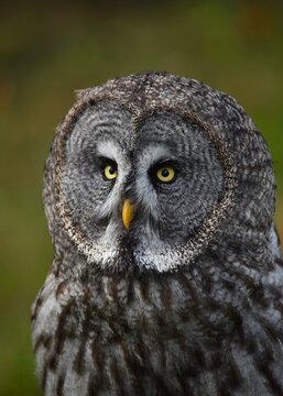 Portrait d'une chouette sur un fond naturel