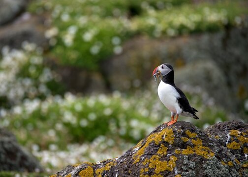 Macareux moine avec des poissons dans le bec, pos&eacute; sur un rocher, devant un fond nature avec des fleurs