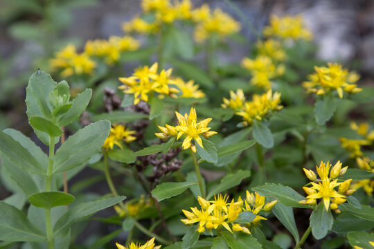 Siberian Stonecrop (Phedimus aizoon) Blooming in Mid-Summer. Macro View of Bright Yellow Flower Clusters