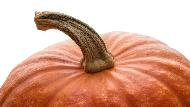 Isolated vibrant orange pumpkin with rustic textured stem and characteristic ribbed surface