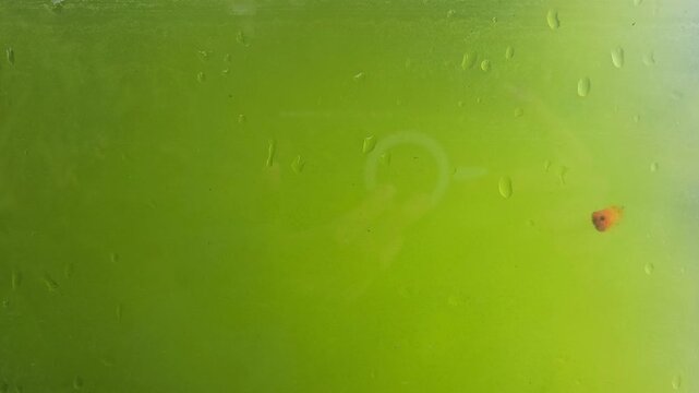 Small orange platy fish and black molly fish swimming in a freshwater aquarium heavily clouded with green algae