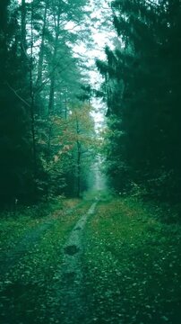 sunlight in the forest at evning time 