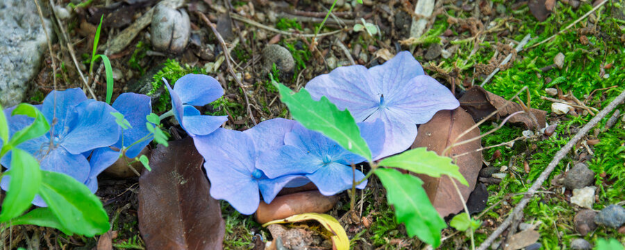 Vibrant blue hydrangea petals fallen on the ground with green moss and dry leaves in early summer nature background