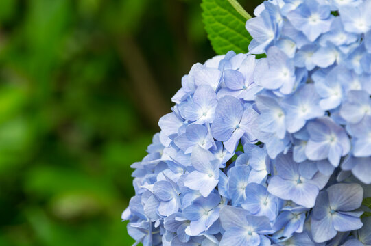 Close up of vibrant light blue hydrangea flower with green leaves background and copy space on the left