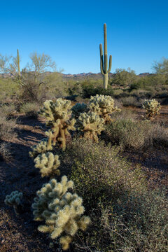 Cholla Cactus Garden with Saguaro in Desert