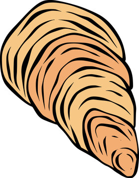 Vintage Sea Shell Graphic Illustration