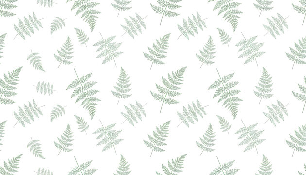Delicate Green Fern Leaves Pattern Background Minimalist Nature Texture