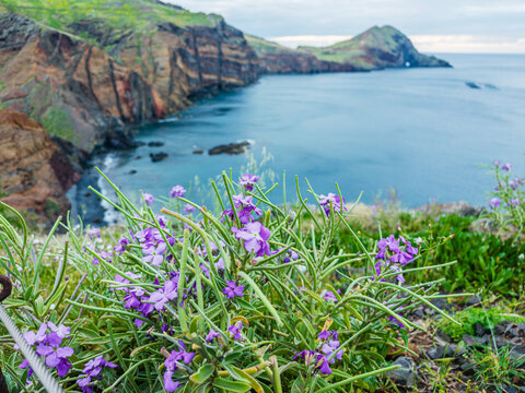 Bright purple wild flowers blooming on a steep grassy slope overlooking the rocky sea coast of Ponta de Sao Lourenco, Madeira, Portugal.