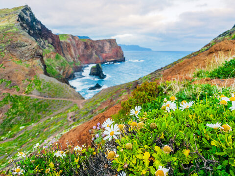 Fresh white wild flowers blooming on a rocky mountain edge with a view of the distant sea horizon at Ponta de Sao Lourenco, Madeira, Portugal.