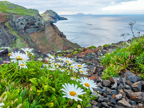 Fresh white wild flowers blooming on a rocky mountain edge with a view of the distant sea horizon at Ponta de Sao Lourenco, Madeira, Portugal.