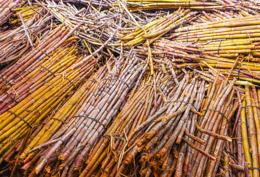 A massive dense heap of harvested raw sugar cane stalks piled up at an agricultural processing plant, Madeira, Portugal.