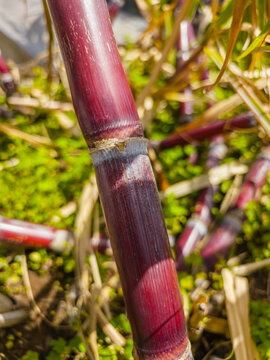 High-angle close-up view of fresh green and yellow sugar cane stalks growing tightly in a field plantation, Madeira, Portugal.