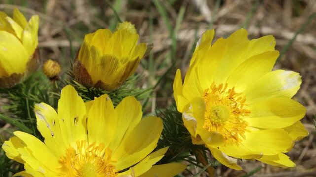 Bl&uuml;hendes Fr&uuml;hlings-Adonisr&ouml;schen (Adonis vernalis) mit singender Feldlerche