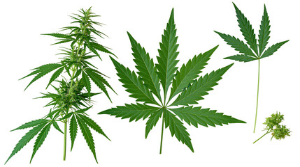 Cannabis plant branch with leaves and buds, marijuana leaf detail © Corman