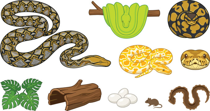 Python Snake Reptile Vector Illustration Featuring Patterned Species, Albino, Eggs, Mouse, Leaves, Log, and Habitat