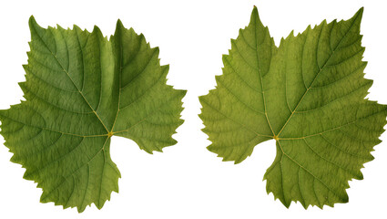 Fototapeta premium Isolated fresh green grape leaves showcasing natural organic vineyard plant textures
