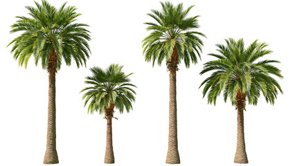 Four palm trees of varying heights with green fronds and textured brown trunks © Corman
