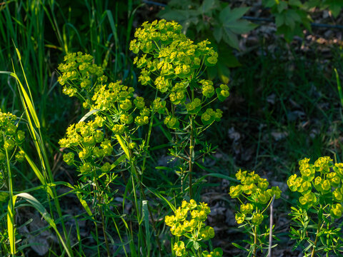 Close-up of flowering cypress spurge (Euphorbia cyparissias) illuminated by warm evening sunlight. The yellow-green inflorescences create a natural botanical scene suitable for garden, meadow and ecol
