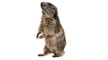 Groundhog standing upright on hind legs looking up © Corman