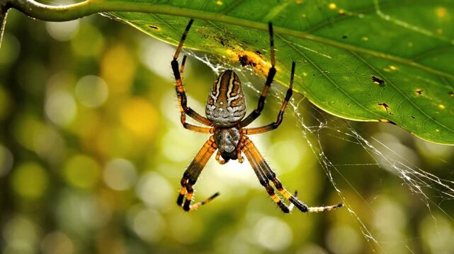 Stripe Backed Orb Weaver Spider Hanging From A Vibrant Green Leaf In The Tropical Rainforest Canopy During A Sunny Afternoon In The Nature