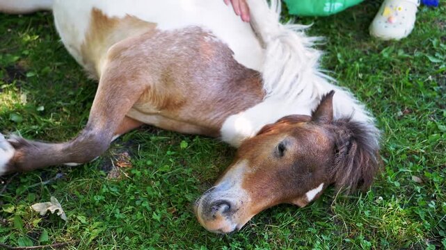 A top-down perspective captures a pinto pony resting peacefully on vibrant green grass. This tranquil scene showcases the animal in a relaxed posture, conveying a deep sense of calm and