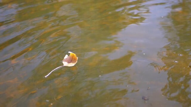 A solitary leaf drifts peacefully on dark, still water, its intricate veins and delicate edges sharply defined. The subtle interplay of light and shadow on the rippling surface evokes a