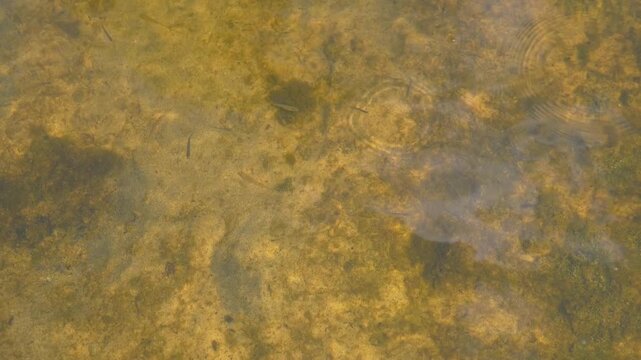 Tiny minnows gracefully navigate the clear, sunlit shallows of a tranquil pond. Lush green algae adorns the bottom, creating a vibrant natural aquatic habitat teeming with life.