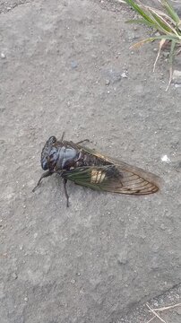 Close-up of a cicada resting on a dusty ground.