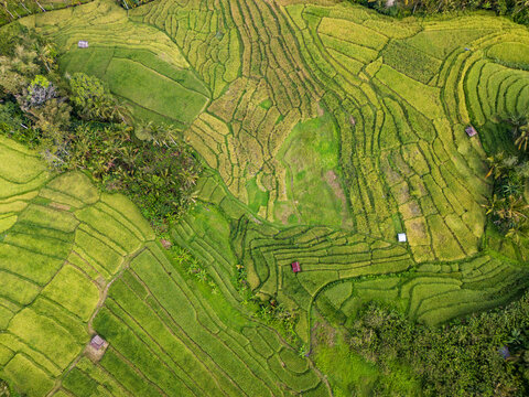 Aerial top down view of lush green rice terrace field in Bali, Indonesia. Beautiful agricultural texture and pattern.