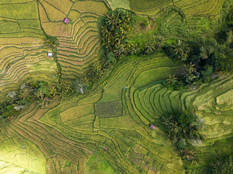 Aerial top down view of lush green rice terrace field in Bali, Indonesia. Beautiful agricultural texture and pattern.