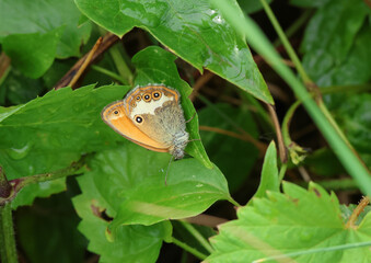 Obraz premium A Pearly Heath Butterfly, Coenonympha Arcania, resting on a leaf.