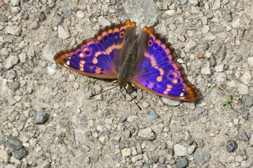 A rare Lesser Purple Emperor Butterfly , Apatura ilia, feeding on minerals on the ground. © Sandra Standbridge