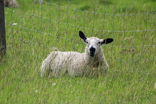 One ewe lying on the grass on a grazing field 